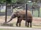 Safari au Parc Zoologique de Thoiry : une aventure inoubliable Residence de l'Empereur Garches